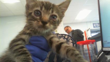 Adoptable Cat