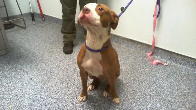 Adoptable Dog