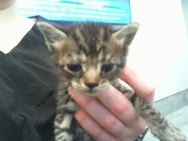 Adoptable Cat