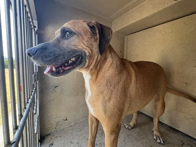 Adoptable Dog