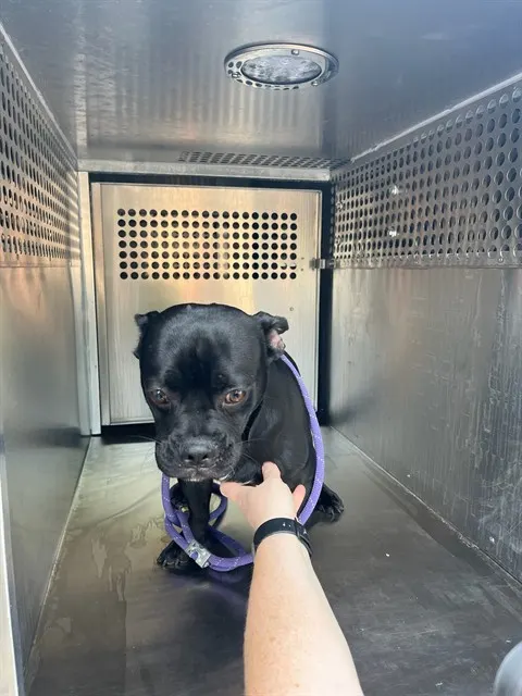 Adoptable Dog