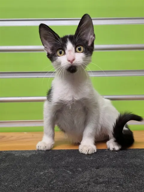 Yoda