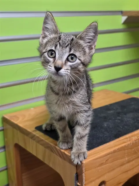 Dolly Purrton
