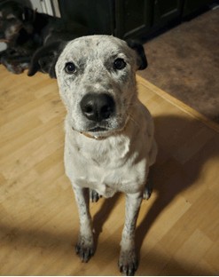 Oscar
