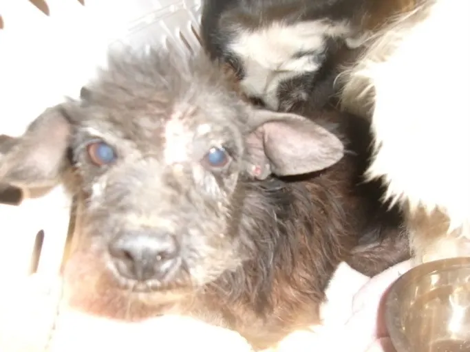 Dottie