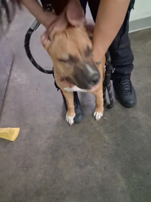 Adoptable Dog