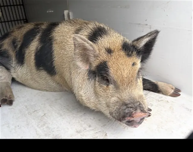 Porkchop
