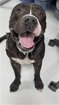 Adoptable Dog