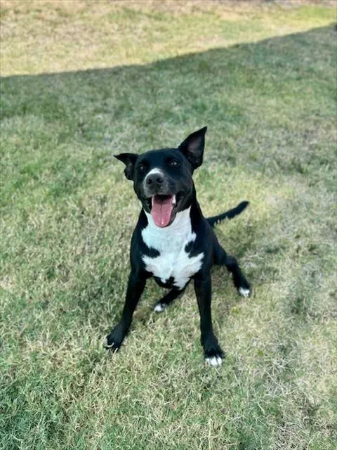 Josie