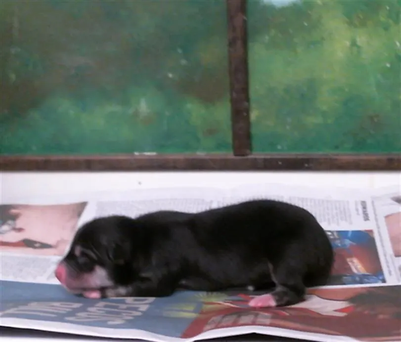 Adoptable Dog
