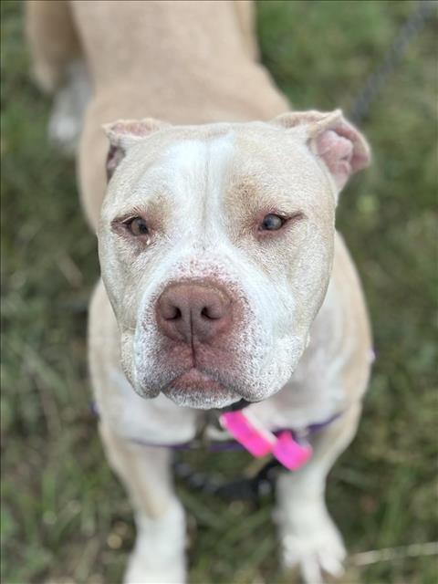 Bonita