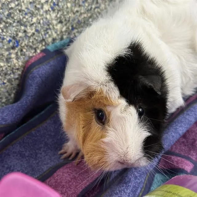 Marshmallow