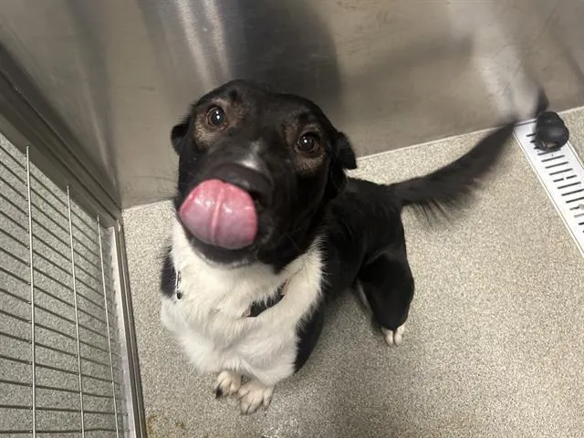 Oreo