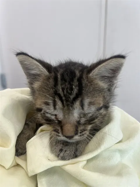 Adoptable Cat