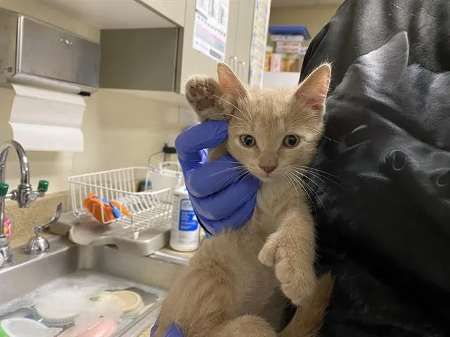 Mittens