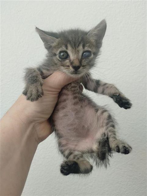 Popeye The Sailor Cat*