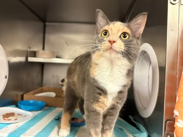 Pawticia