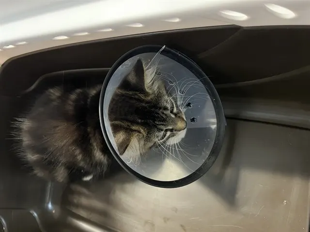 Adoptable Cat