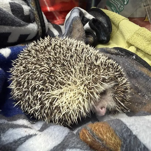 Hedgy