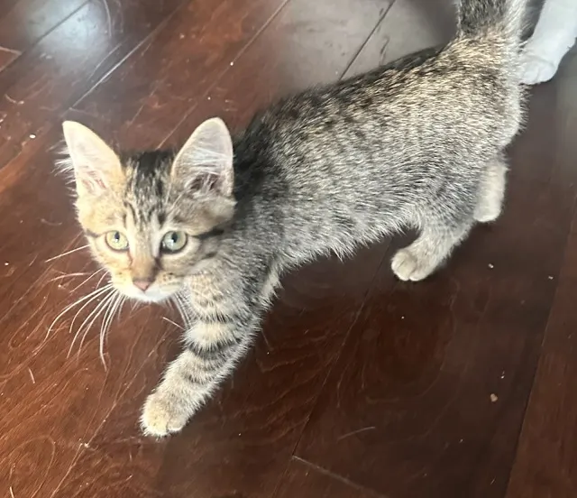Penny