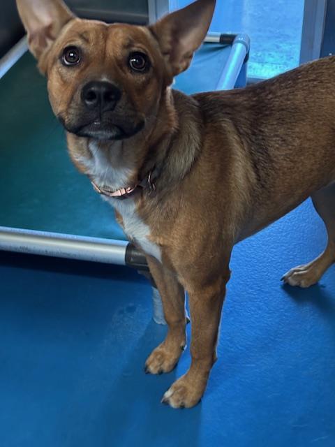 Adoptable Dog