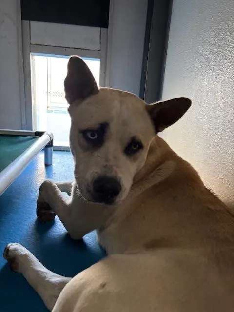 Adoptable Dog