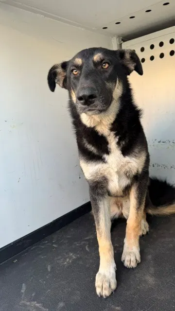 Adoptable Dog