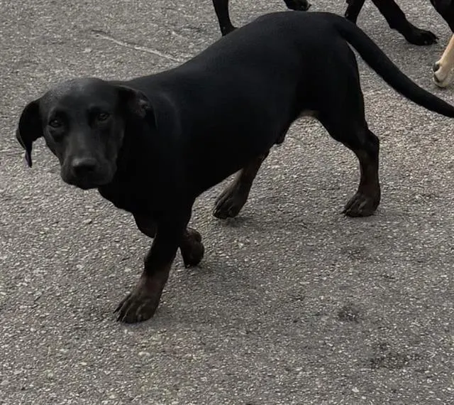 Rosco