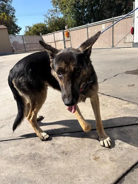 Adoptable Dog