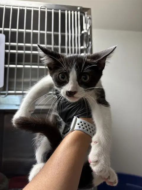 John Meowvolta