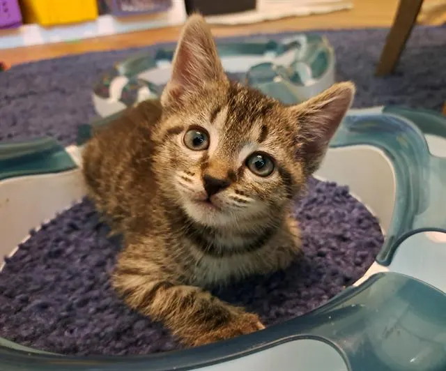 Nutmeg
