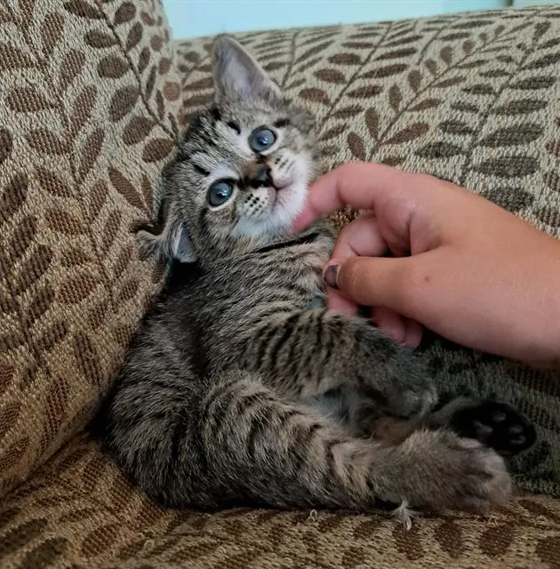 Basil