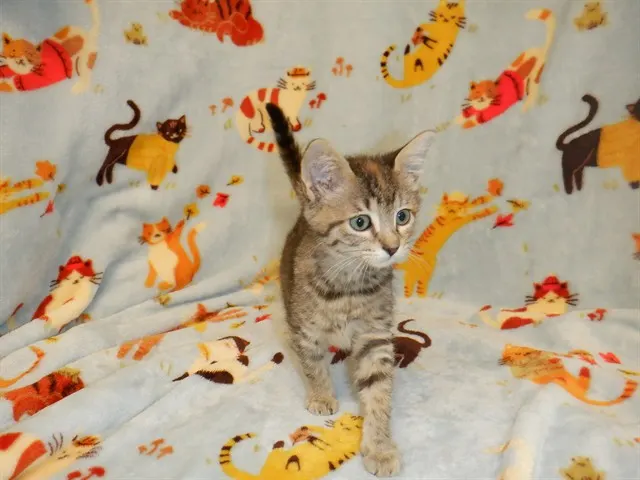 Adoptable Cat