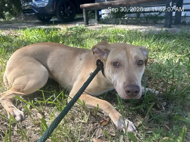 Adoptable Dog