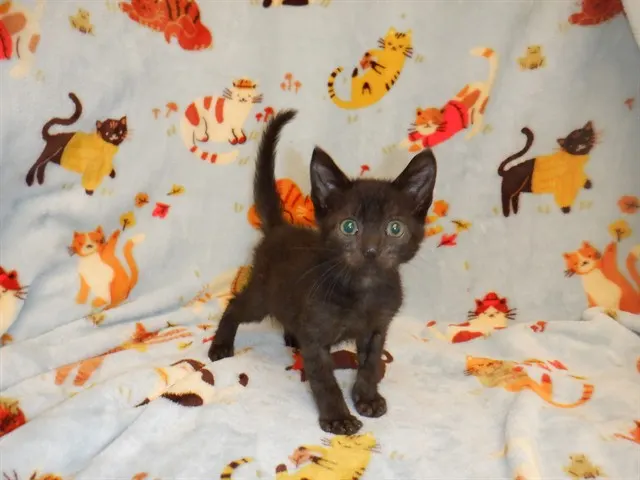 Adoptable Cat