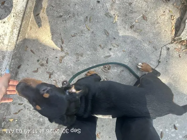 Adoptable Dog