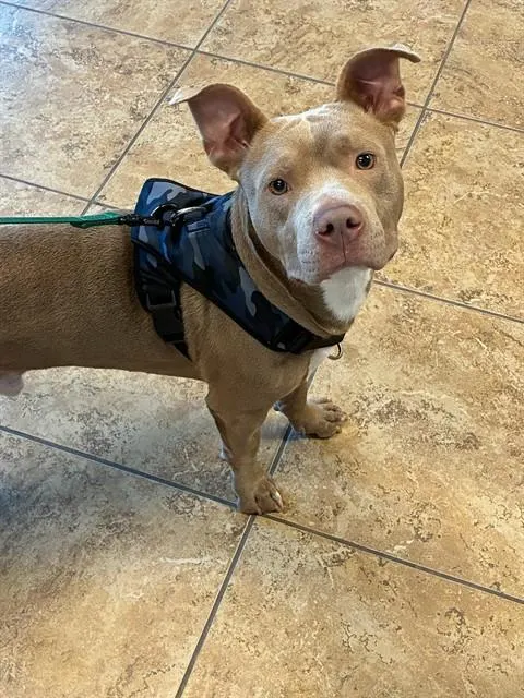 Loki