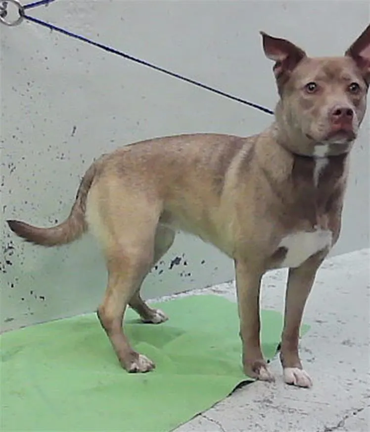 Trixie
