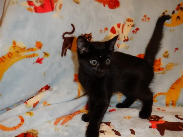 Adoptable Cat