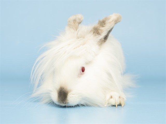 Esther