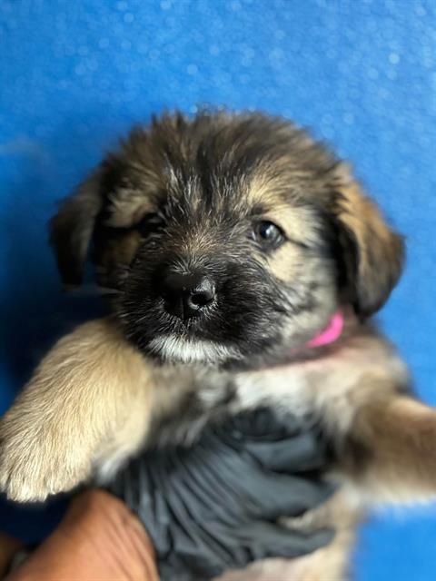 Adoptable Dog