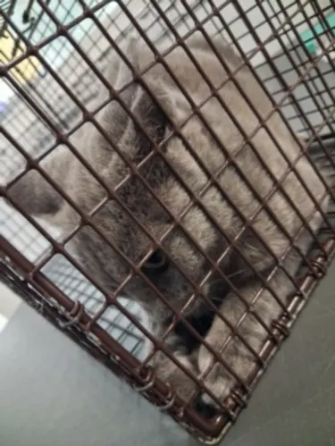 Adoptable Cat
