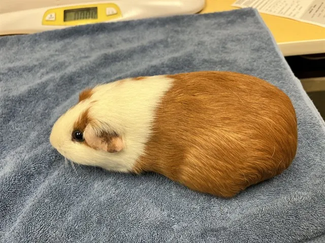 Hasbrown