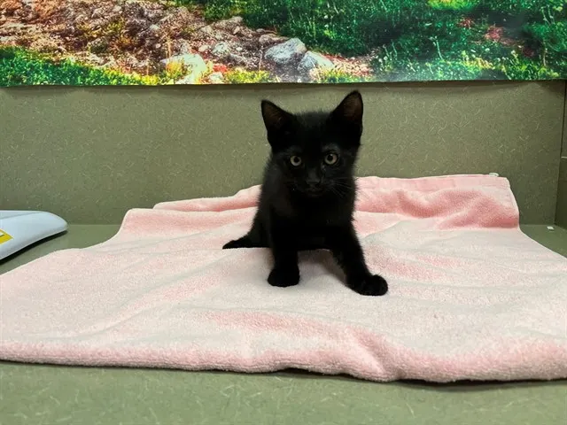 Adoptable Cat