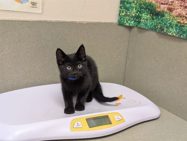 Adoptable Cat