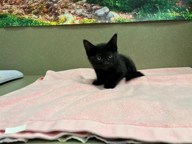 Adoptable Cat