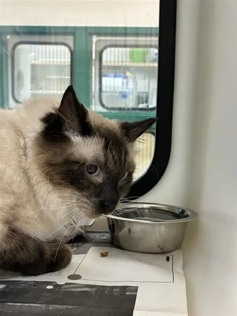 Adoptable Cat