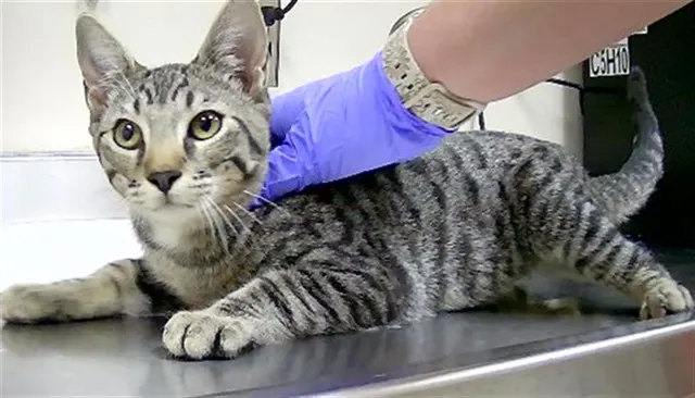 Adoptable Cat