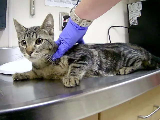 Adoptable Cat