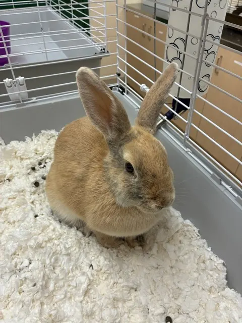 Adoptable Other